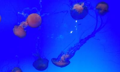 Shanghai Ocean Aquarium